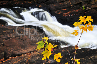 Forest river in the fall