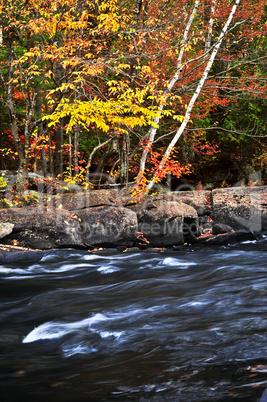 Fall forest and river landscape