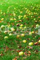 Fallen apples