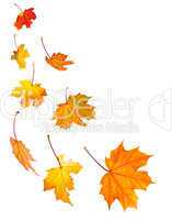 Fall maple leaves background