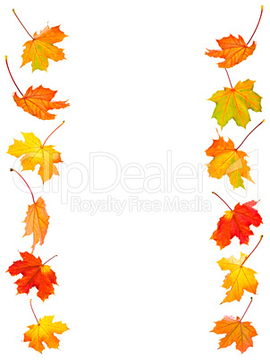 Fall maple leaves background