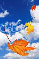 Fall maple leaves background