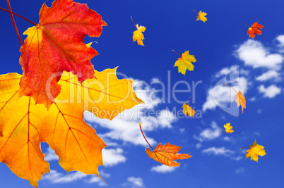 Fall maple leaves background