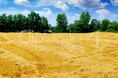 Harvested grain field