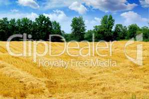 Harvested grain field