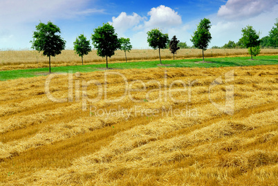 Harvest grain field