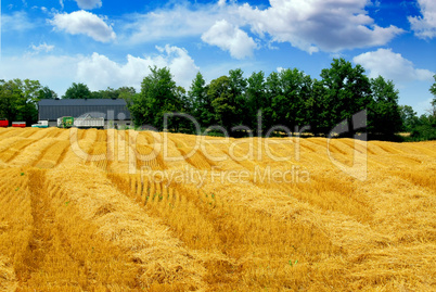 Harvest grain field