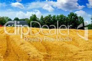 Harvest grain field