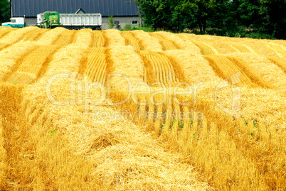 Harvest farm field