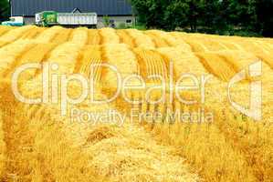 Harvest farm field