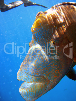 Humphead Maori Wrasse, Australia