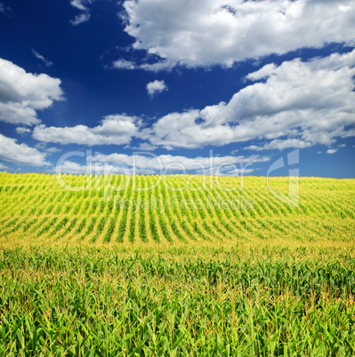 Corn field