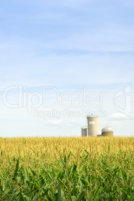 Corn field with silos