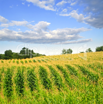 Corn field