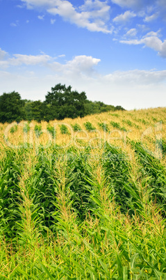 Corn field