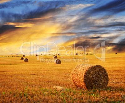 Golden sunset over farm field