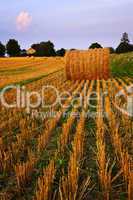 Farm field at dusk