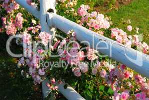 Pink roses fence