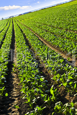 Rows of turnip plants in a field