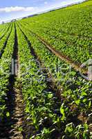 Rows of turnip plants in a field