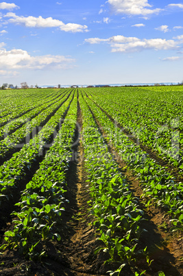 Rows of turnip plants in a field