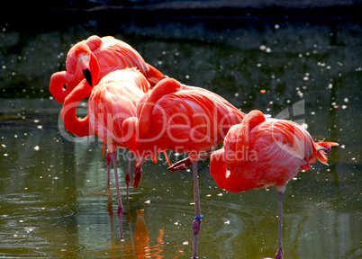 Flamingoes