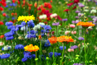 Flower background