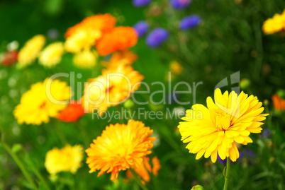 Flower background