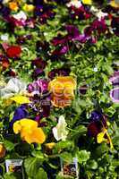 Pansies for sale