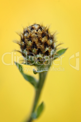 Knapweed plant