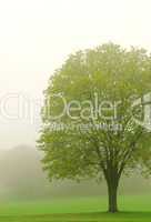 Tree in fog