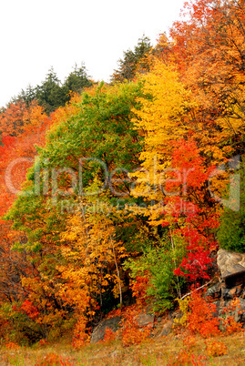 Fall forest background