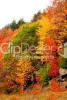 Fall forest background