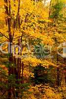 Fall forest background