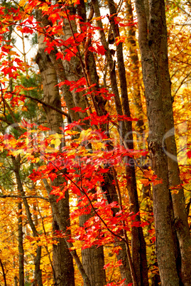 Fall forest background