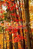 Fall forest background