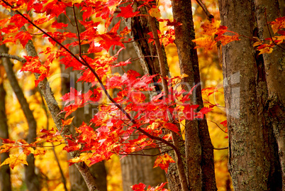 Fall forest background