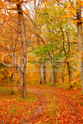 Fall forest road