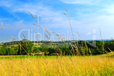 Country meadow landscape