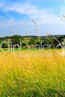 Country meadow landscape