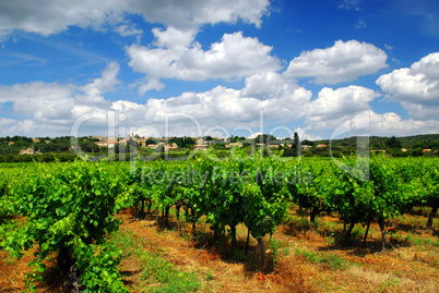 Vineyard in french countryside