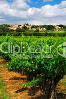 Vineyard in french countryside