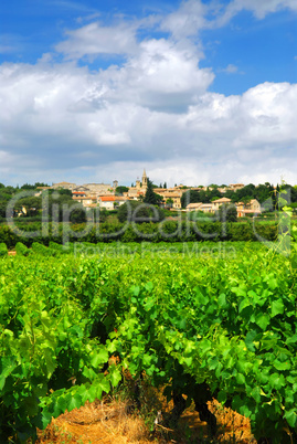 Vineyard in french countryside