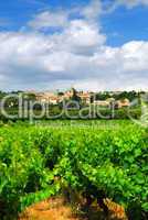 Vineyard in french countryside