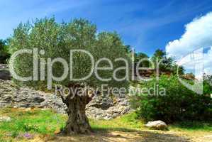 Old olive tree