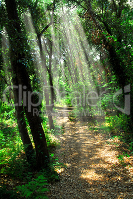 Path in sunlit forest