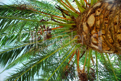 Palm tree canopy