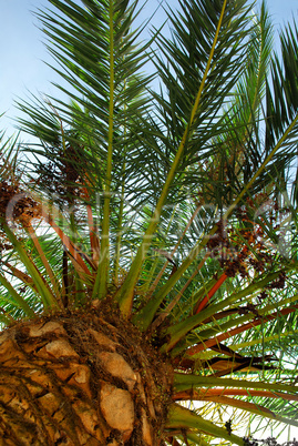 Palm tree canopy