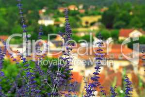 Rooftops in Sarlat, France