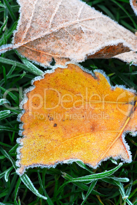 Frosty leaves